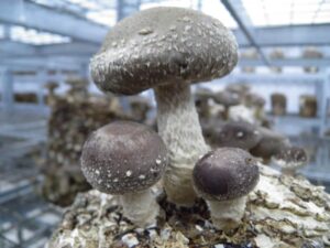 Выращивание шиитаке, Киевская область