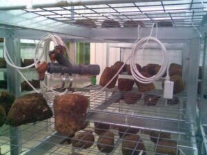 Выращивание шиитаке, Киевская область