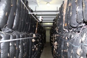 Выращивание вешенки, двухзональная технология, Черкасская область