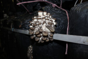 Выращивание вешенки, двухзональная технология, Черкасская область