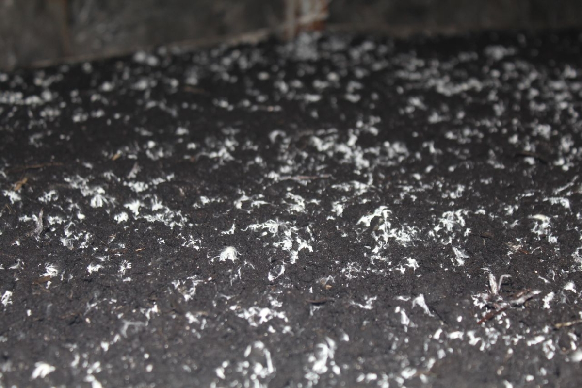 Выращивание шампиньонов, Винницкая область