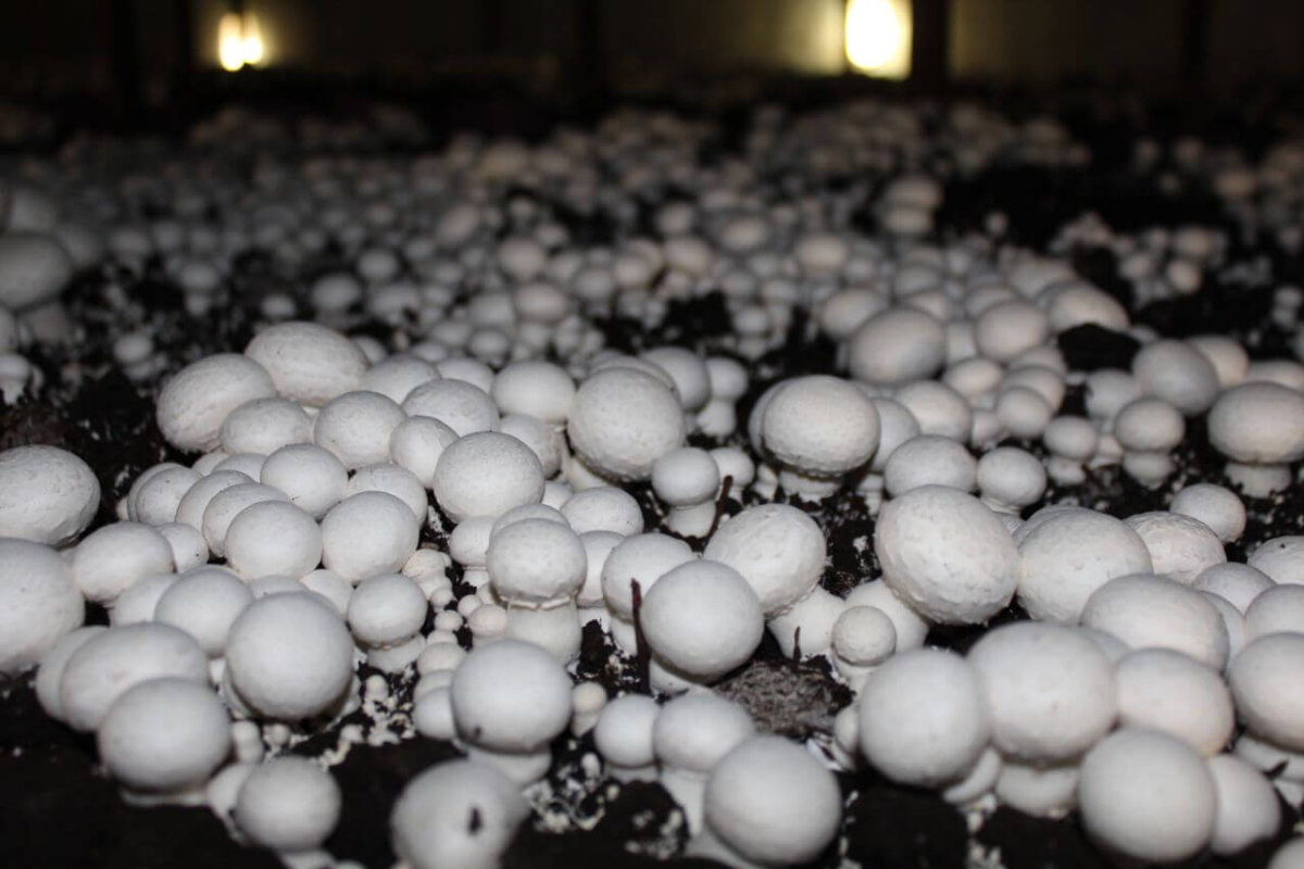 Подготовка компоста (фазы 1, 2, 3) и выращивание шампиньонов, Запорожская область