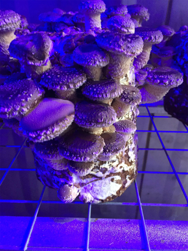 Shiitake cultivation in a sea container, Maidstone, The United Kingdom