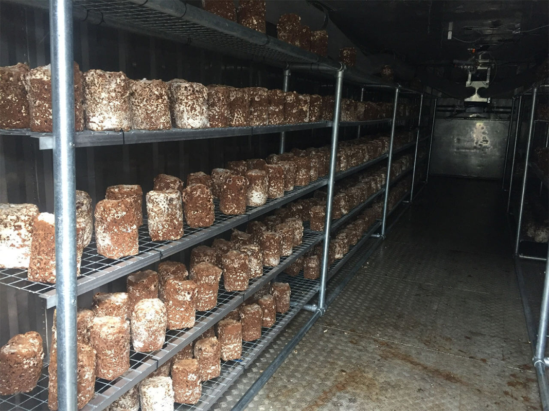 Shiitake cultivation in a sea container, Maidstone, The United Kingdom