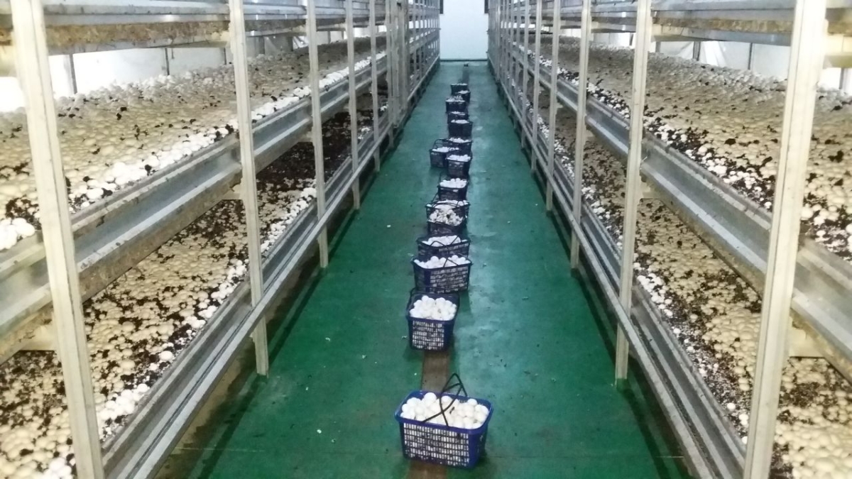 Фазы 1, 2, выращивание шампиньонов, Чжэцзян Китай