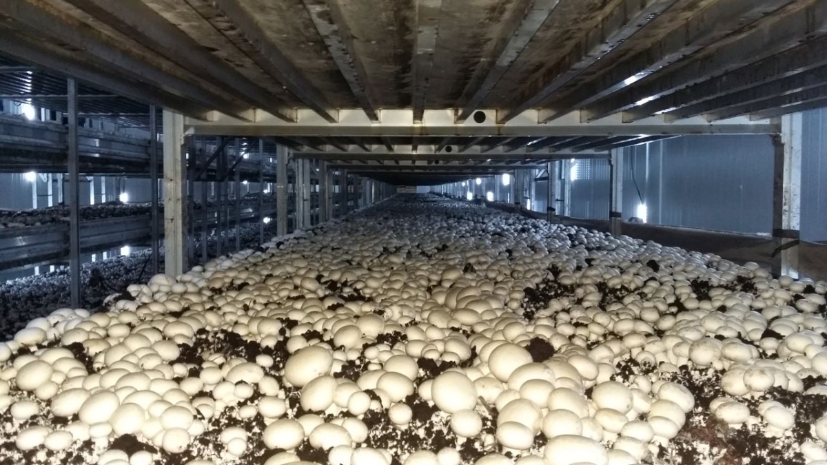 Фази 1, 2, вирощування печериць, Чжецзян Китай