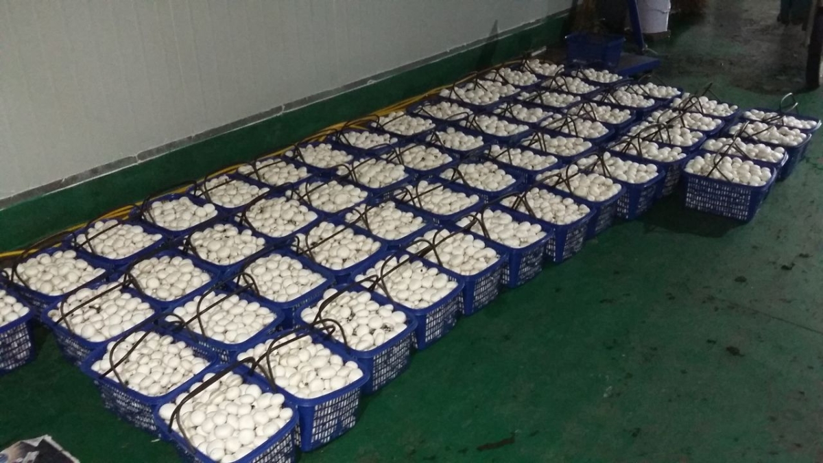 Phase I, II & Button Mushroom Growing, Zheijang China