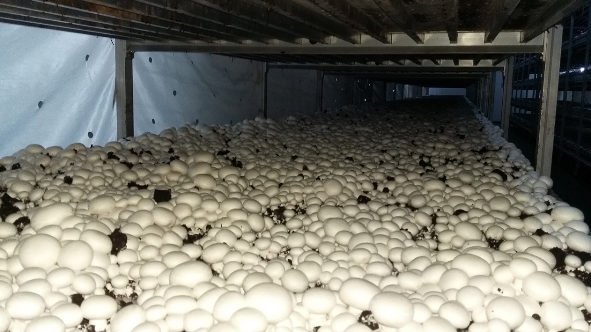 Phase I, II & Button Mushroom Growing, Zheijang China