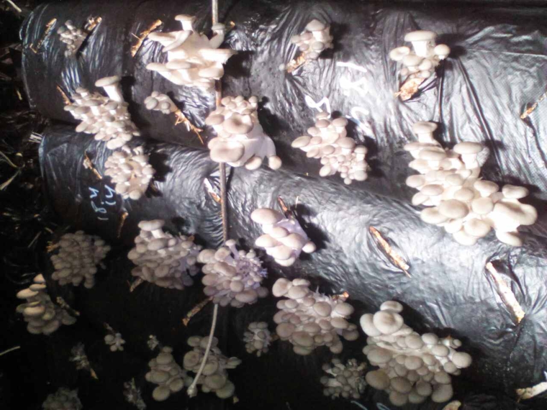 Вирощування гливи