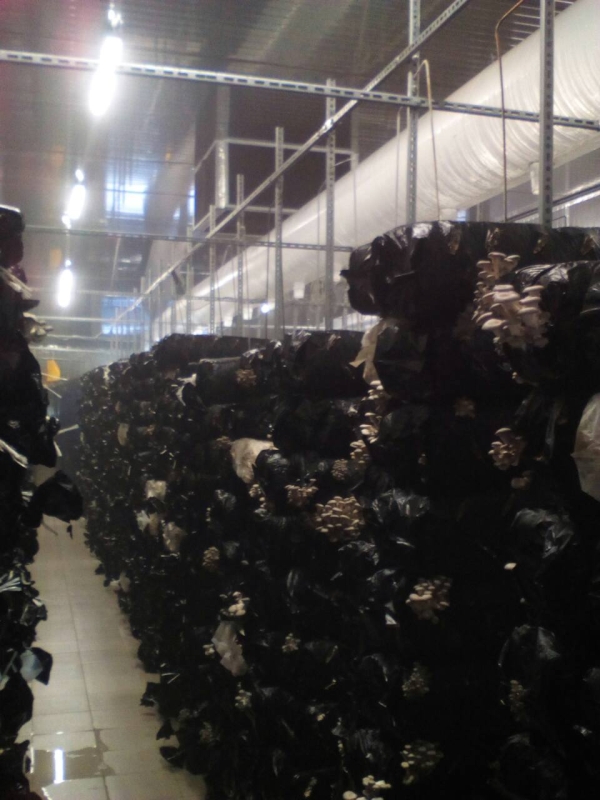 Вирощування гливи