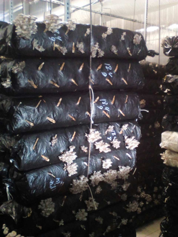 Вирощування гливи