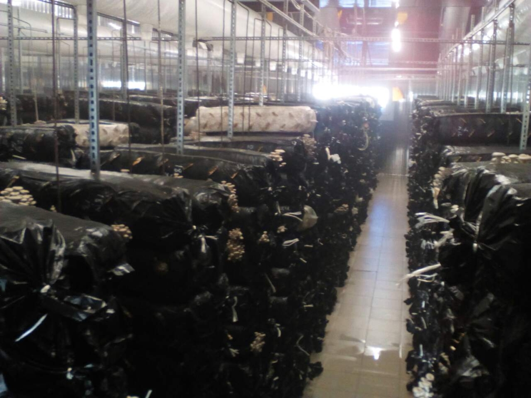 Oyester Mushroom Cultivation