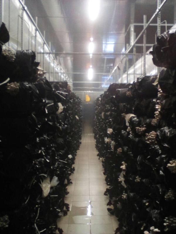 Вирощування гливи