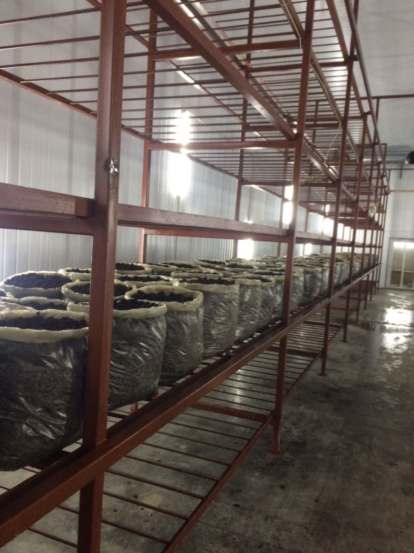 Phase I, II, III & Button Mushroom Growing