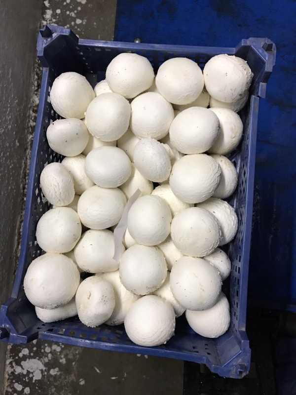 Phase I, II, III & Button Mushroom Growing