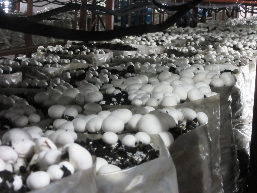 Phase I, II, III & Button Mushroom Growing