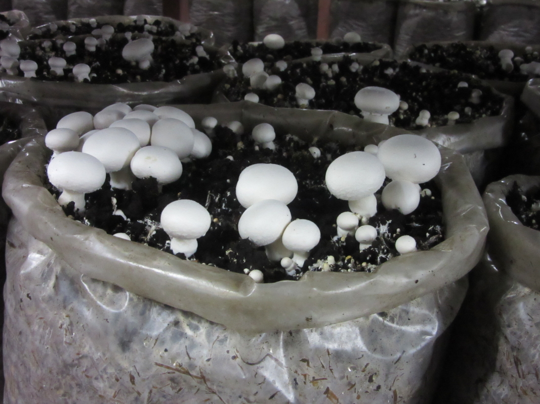 Phase I, II, III & Button Mushroom Growing