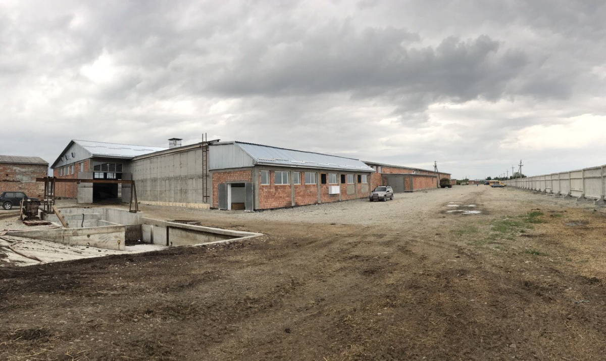 Фаза 1, 2, 3, вирощування печериць