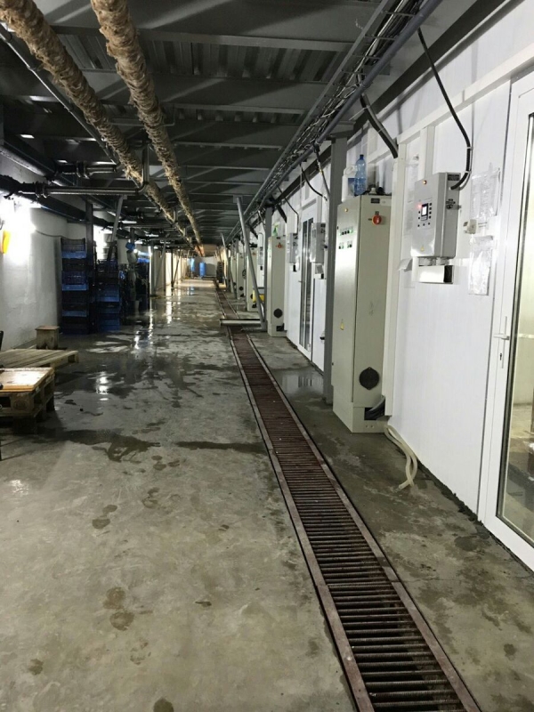 Phase I, II, III & Button Mushroom Growing