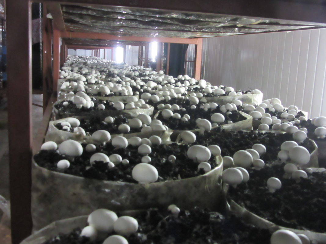 Phase I, II, III & Button Mushroom Growing
