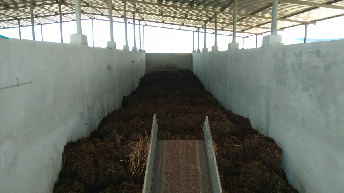 Вирощування печериць, штат Андхра-Прадеш, Індія