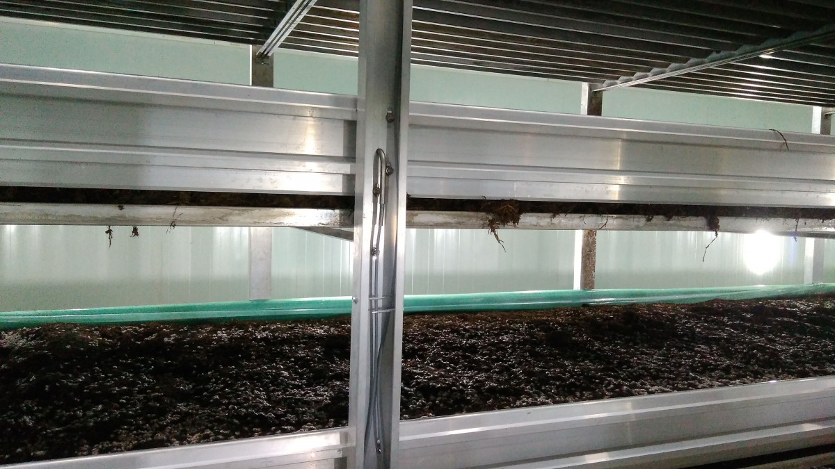 Вирощування печериць, штат Андхра-Прадеш, Індія