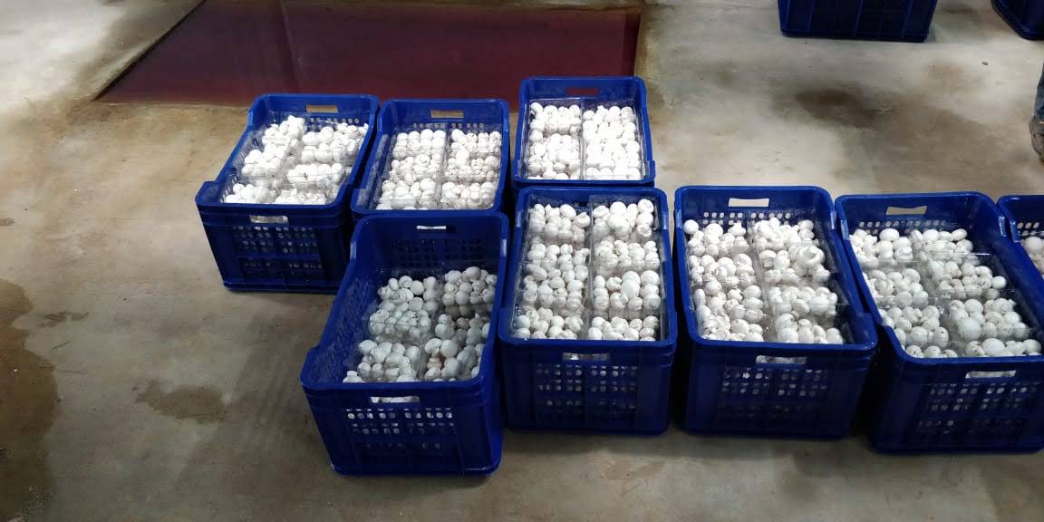 Вирощування печериць, штат Андхра-Прадеш, Індія