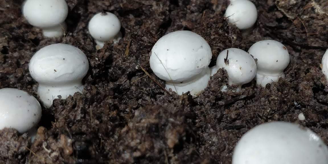 Вирощування печериць, штат Андхра-Прадеш, Індія