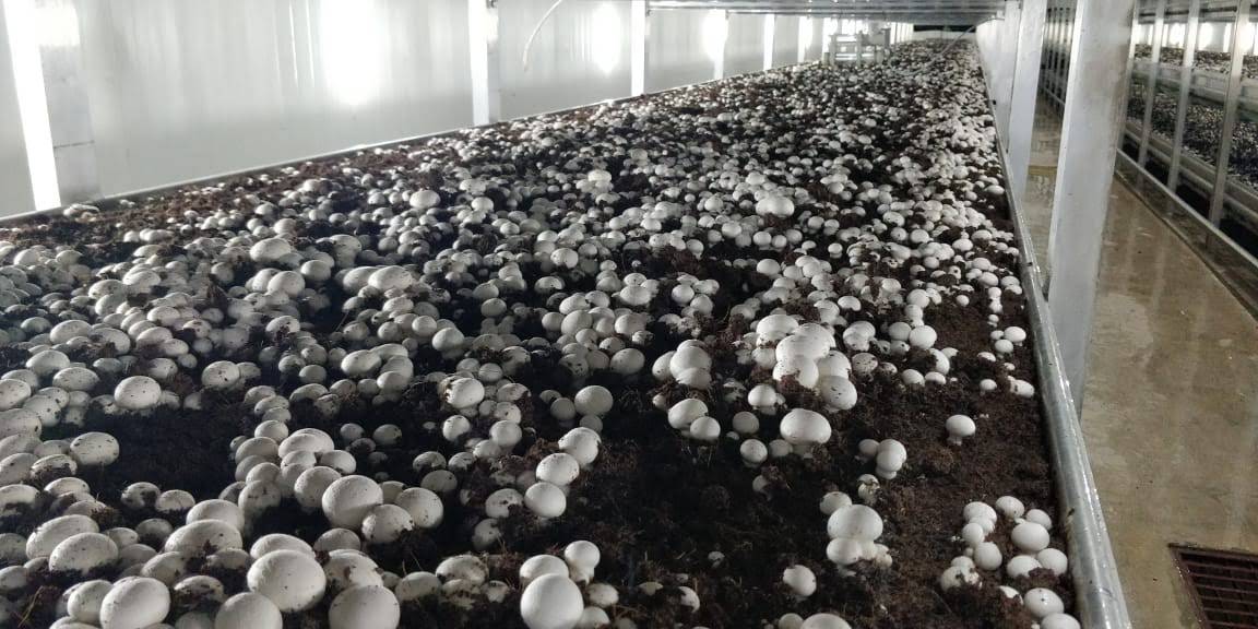 Вирощування печериць, штат Андхра-Прадеш, Індія