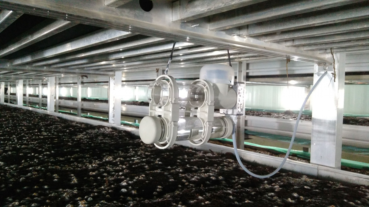 Вирощування печериць, штат Андхра-Прадеш, Індія