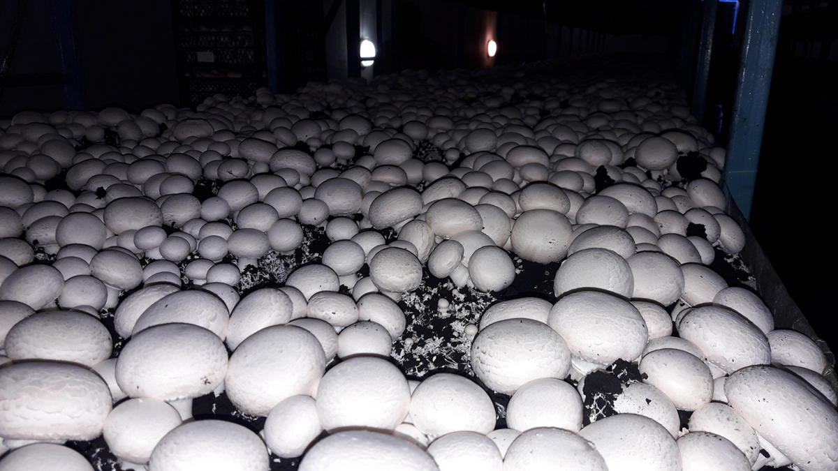 Button Mushroom Cultivation, Ukraine