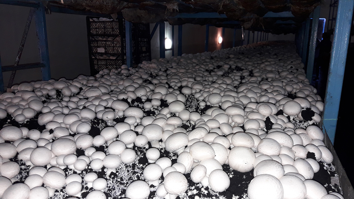 Button Mushroom Cultivation, Ukraine