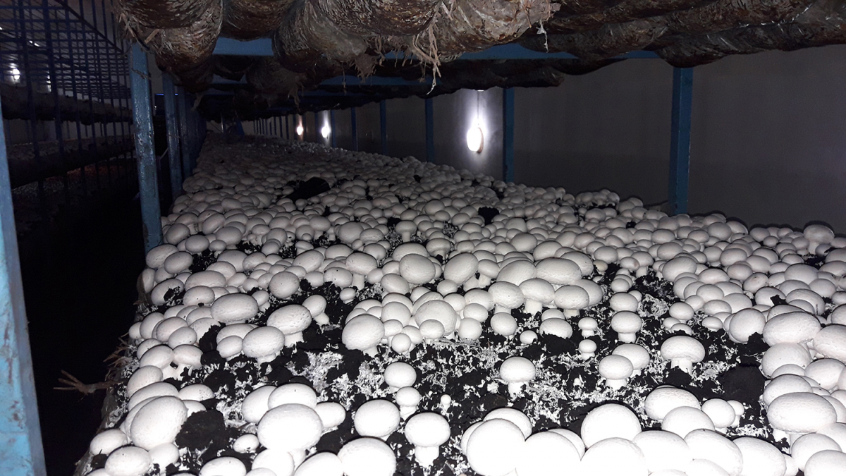 Button Mushroom Cultivation, Ukraine