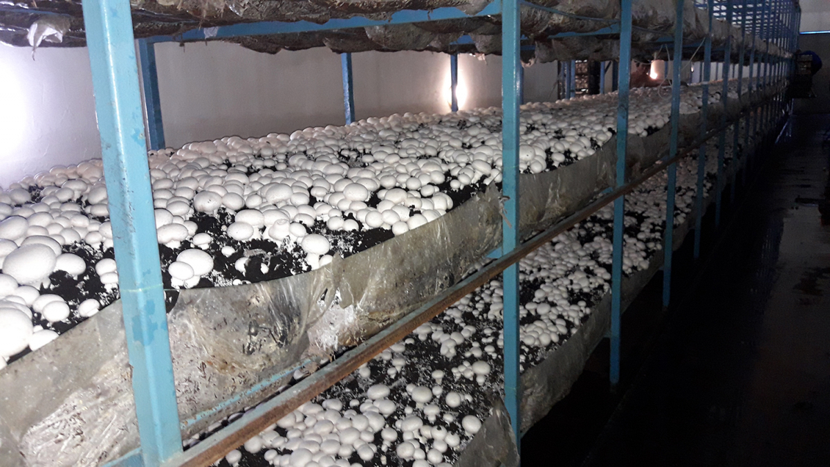 Button Mushroom Cultivation, Ukraine