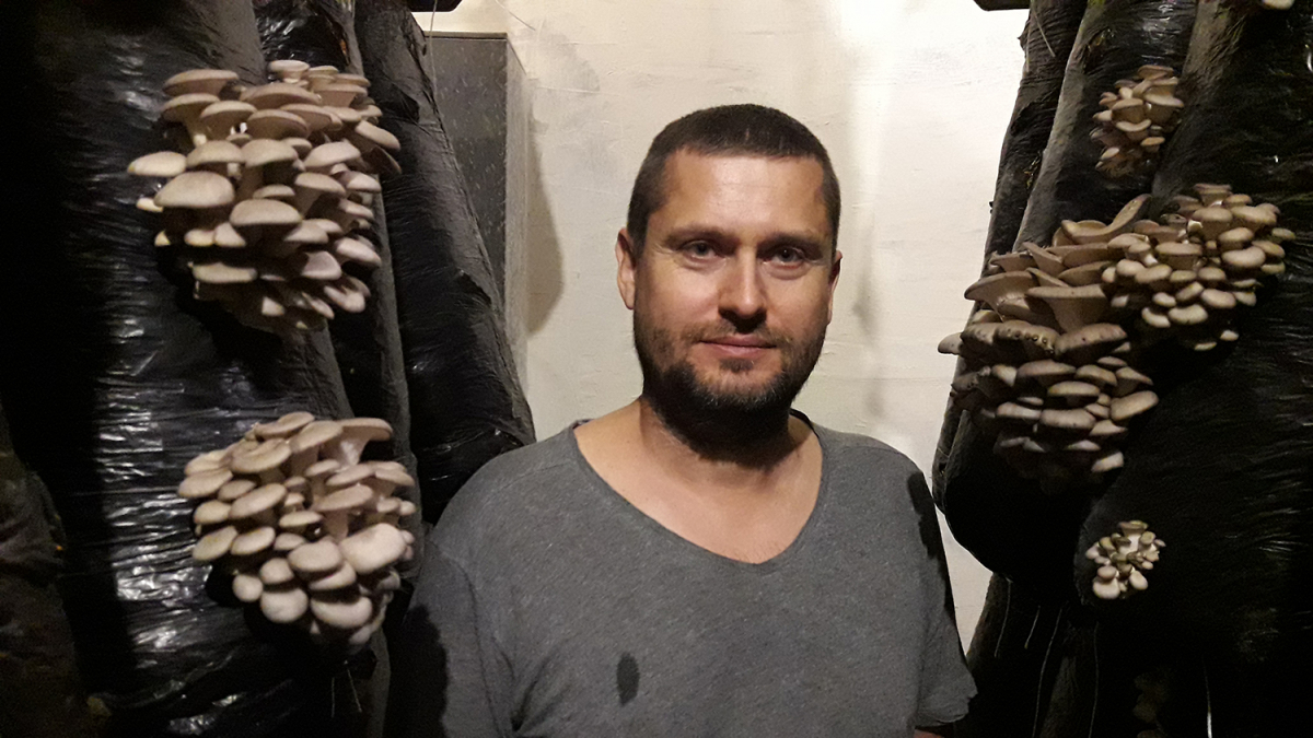 Вирощування гливи, Київська область