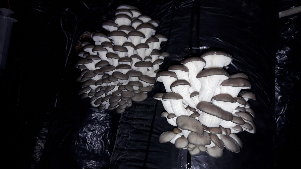 Oyster Mushroom Cultivation