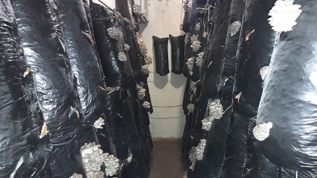 Oyster Mushroom Cultivation