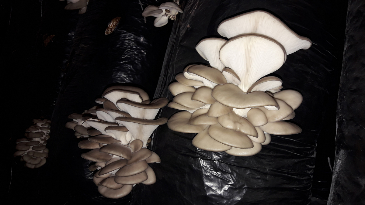 Вирощування гливи, Київська область