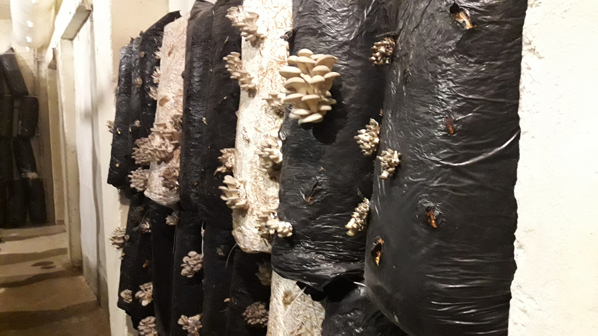 Вирощування гливи, Київська область