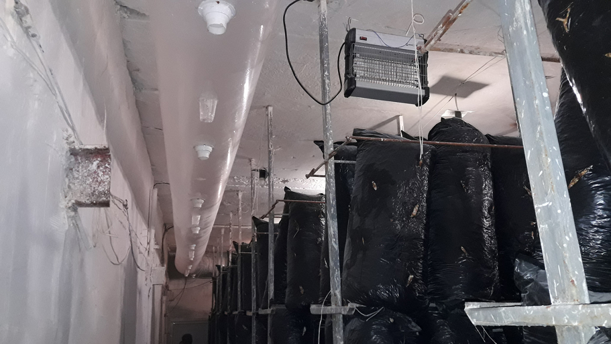 Вирощування гливи, Київська область